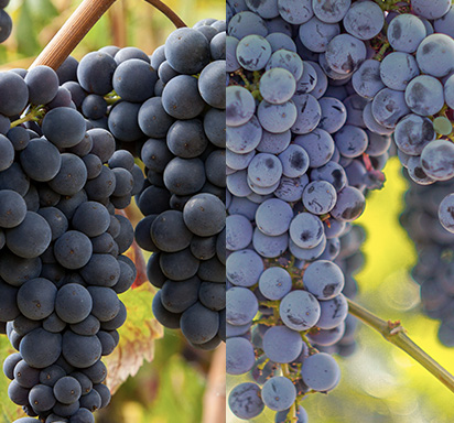 Cabernet Sauvignon vs. Cabernet Franc