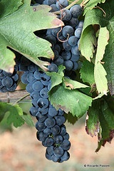 Barbera