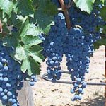 Celebrating Petite Sirah