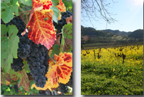 Que Syrah Sirah Revisited