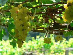 Celebrating Chenin Blanc