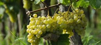 How Did We Become a Big Wine Producer