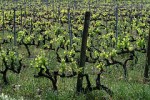 Adding Terroir to Your New Year’s Wine Resolutions