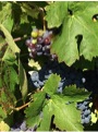 Exploring Cinsault