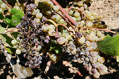 Sauternes Wine — Exotic History and Sweetness