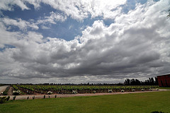 Discover the Rich History of Argentinian Wines