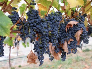 Chile’s Unlikely Wine Heroine, Carménère