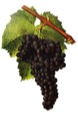 Exploring Mourvedre