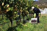 South Australia and Tasmania Wine
