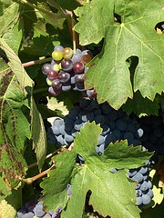 French Wine Laws Continued