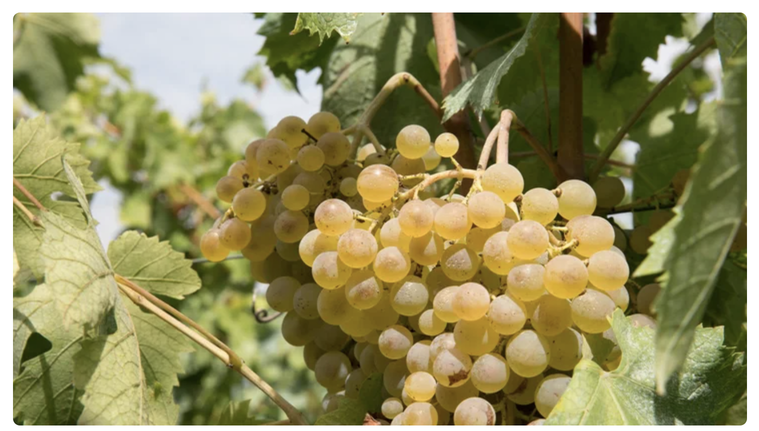 Carricante Vines