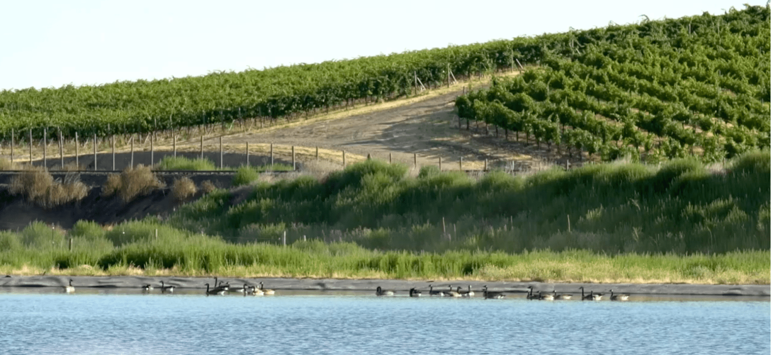 A beautiful Walla Walla vineyard
