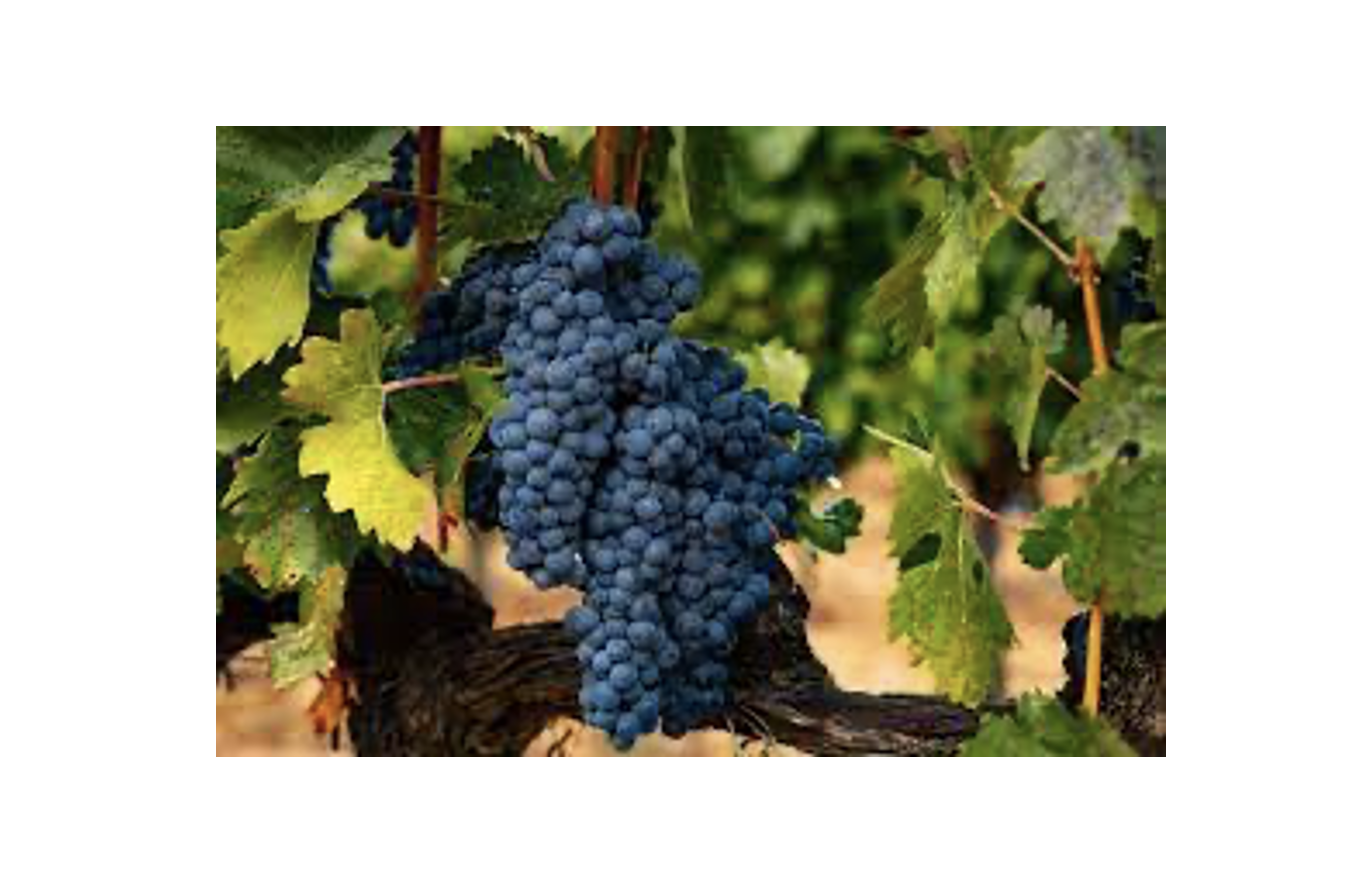 Spanish Tempranillo - photo courtesy of Food & Wine