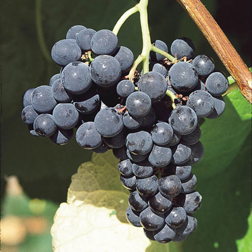 Valiant grape