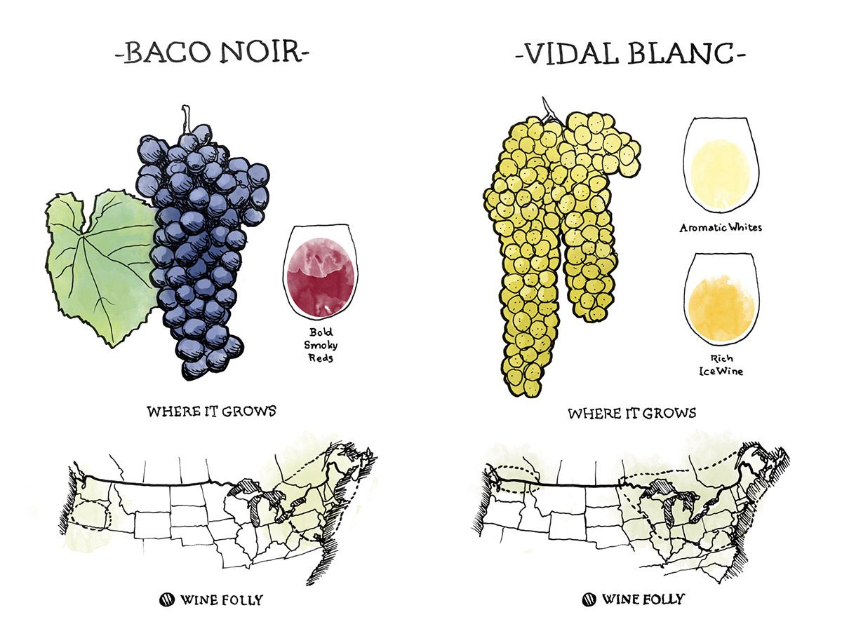 Two hybrid wines from France