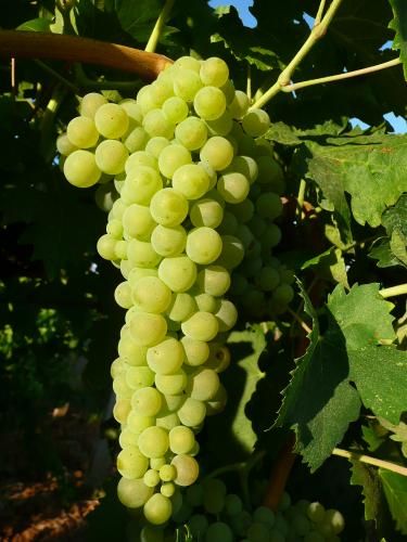 Trebbiano