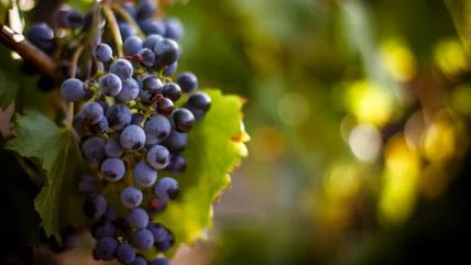 Mission grapes