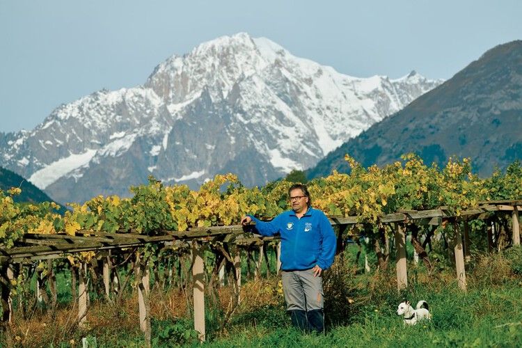 French Alpine wine grapes