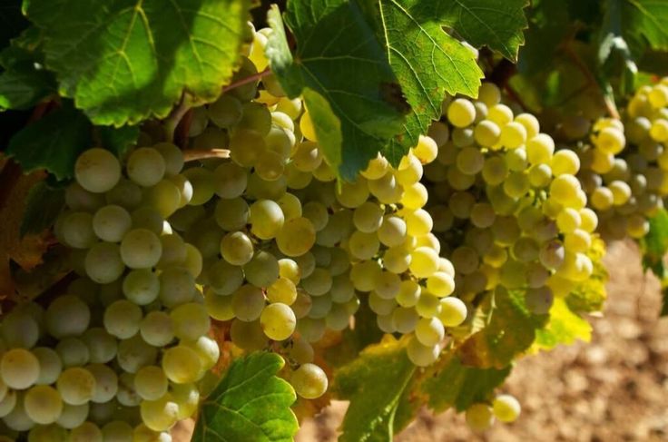 Verdejo